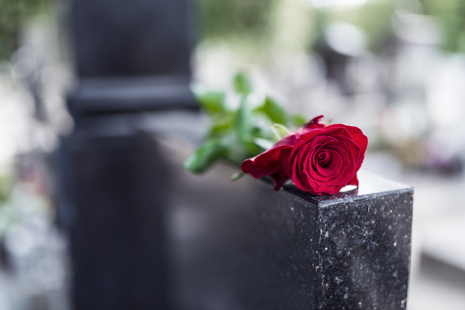 imagen de una rosa encima de una lápida
