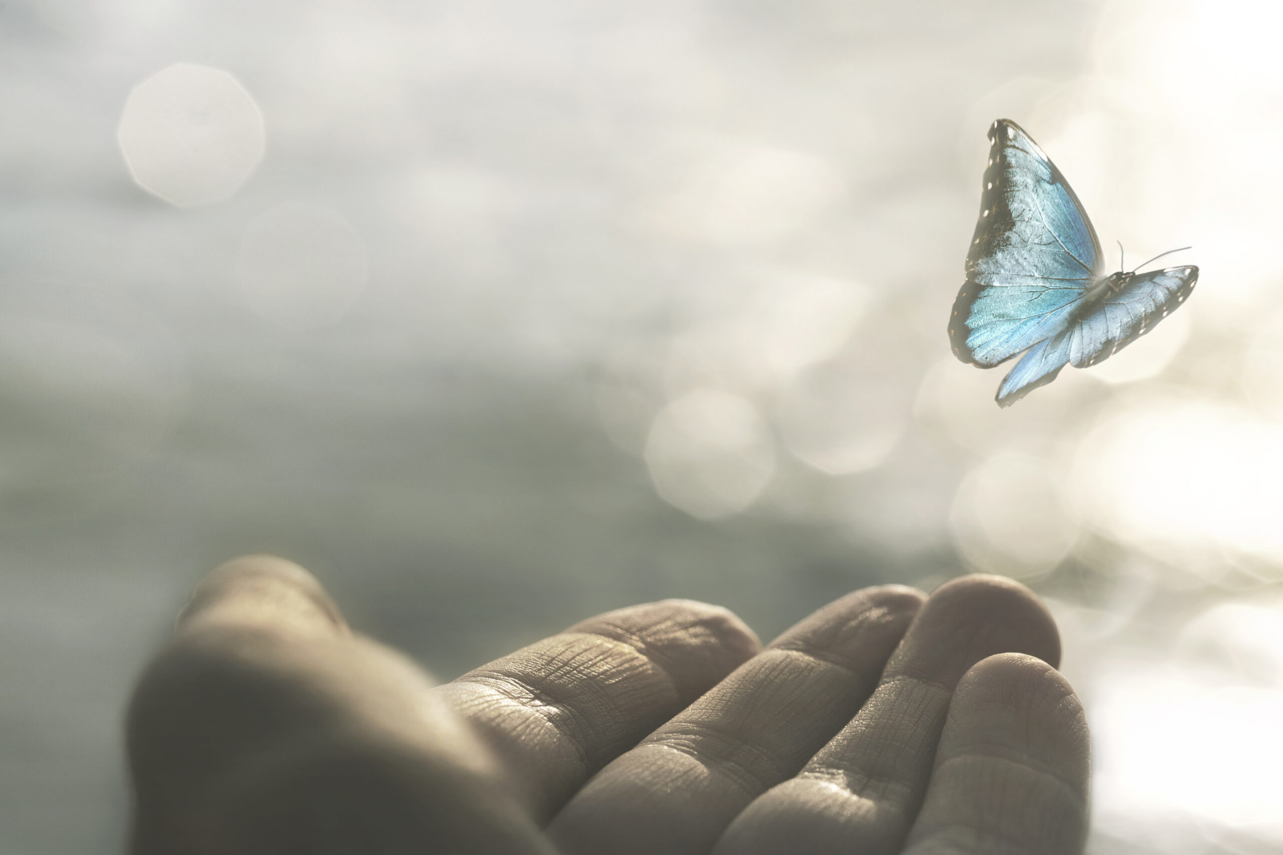 imagen de una mariposa volando desde la mano de una persona