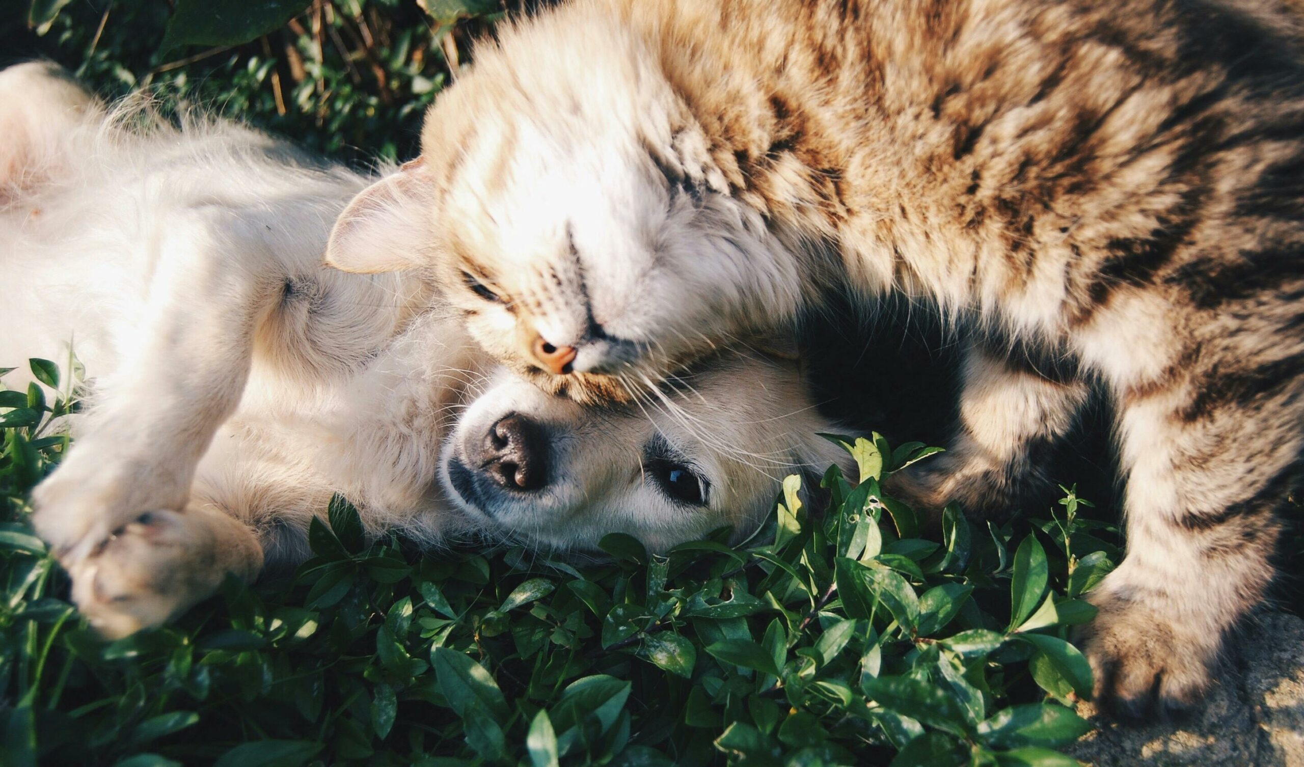 imagen de un gato y un perro juntos