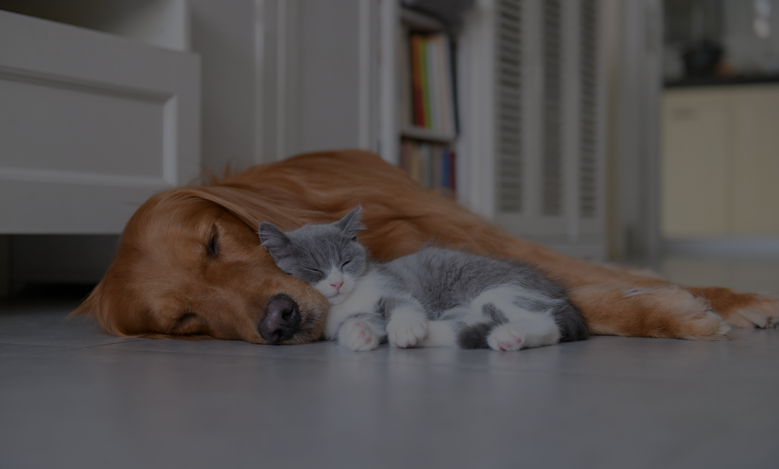 imagen de un gato y un perro durmiendo juntos en el suelo