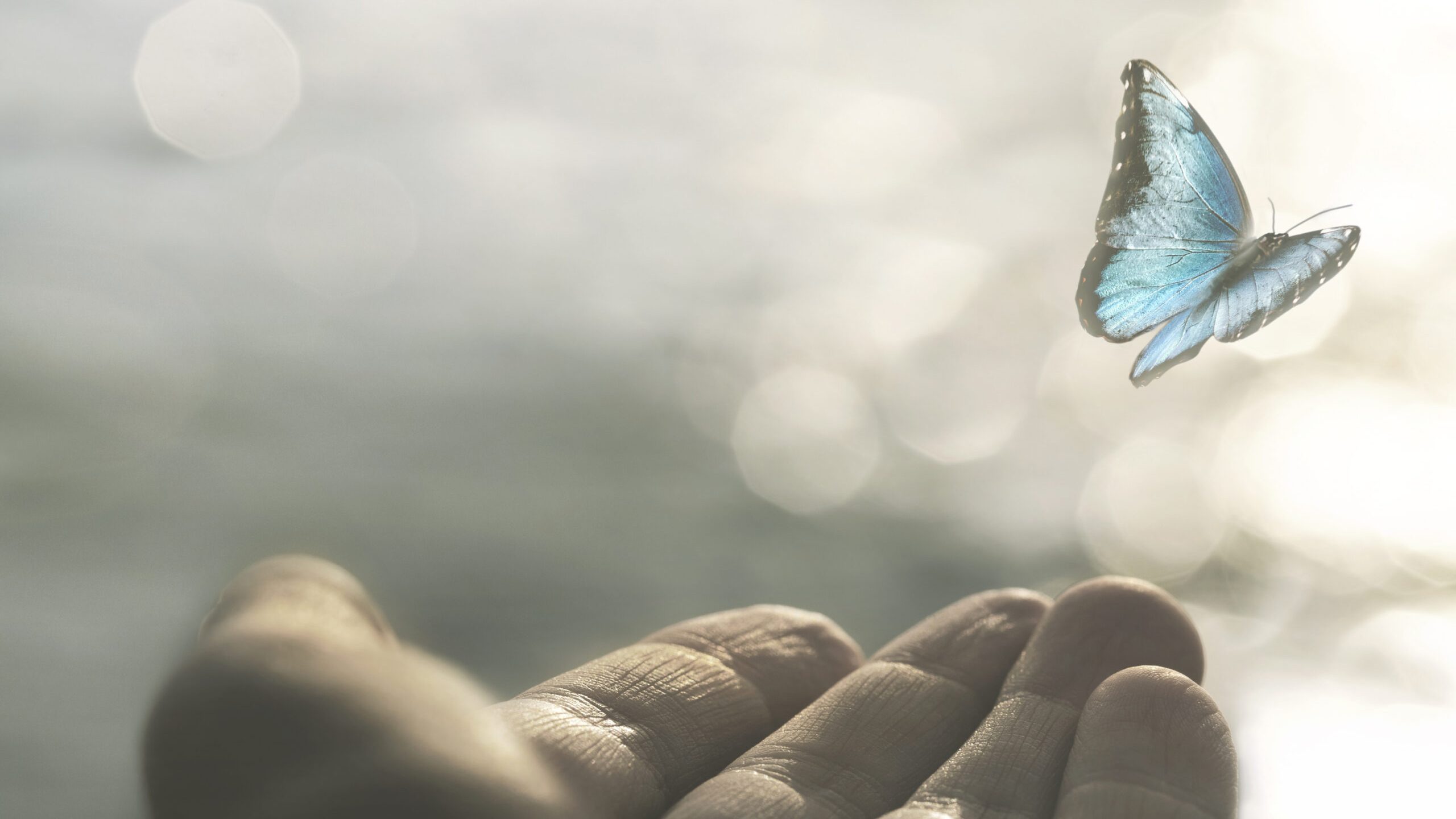 imagen de una mariposa volando desde la mano de una persona